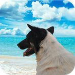 T9: multiplayer Tien Gow