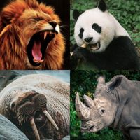 Animal Quiz: Learn all Animals