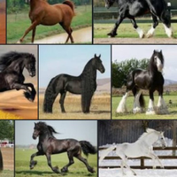 Породистые лошади