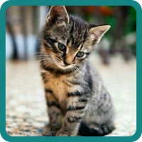 Guess the Picture 2022