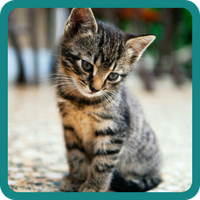 Guess the Picture 2022