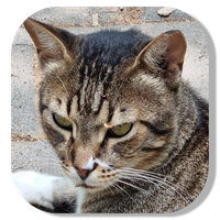 The Adventures of Malka