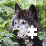 Rompecabezas de Lobos