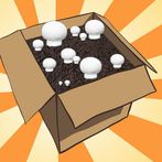 Mushroom Growing Kit Simulator