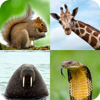 Animal Quiz: Guess the Animal