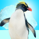 Happy Penguin Simulator