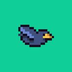 Hawk Bird