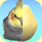 Cockatiel or not cockatiel