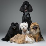 Animals Pairs
