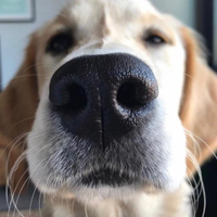 Boop A Snoot!