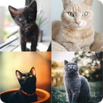 Guess Cute Cat Game