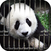 Can You Escape - Baby Panda