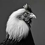 Chicken Investor