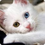 Guess the Cat: Tile Puzzle