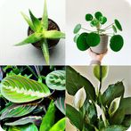 Guess the houseplant!