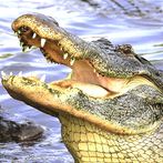 Croc Hunting : Alligator Games