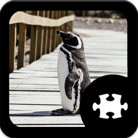 Penguin puzzle