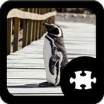 Penguin puzzle