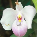 Schiebepuzzle Orchidee