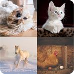 احزر الحيوان في الصورة 2022