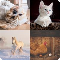 احزر الحيوان في الصورة 2022