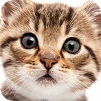 Cute cat puzzle game