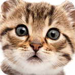 Cute cat puzzle game