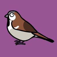 Bird Bingo - Bird Watching UK