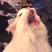 Thurston Waffles: Make Daddy's