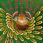 Ants Underground Kingdom SRVL