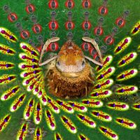 Ants Underground Kingdom SRVL