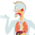 Digestive System