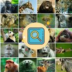 ADIVINA LA IMAGEN PRO