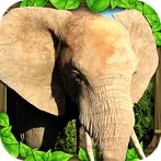Elephant Simulator