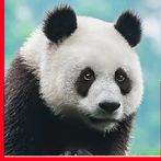 Animal Quiz Learn & Play game