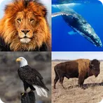 Guess the animal