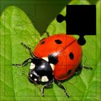 Real Animal Puzzles & Jigsaw