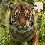 Rompecabezas de Tigres