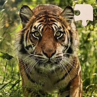 Rompecabezas de Tigres