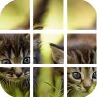 kitties Puzzle