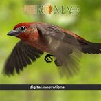 Αναγνώριση πτηνών