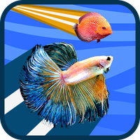 Betta vs Discus