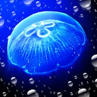 Jellyfish - Appreciation