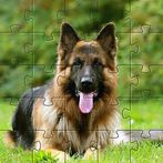German Shepard Puzzles Games