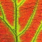 Slide Puzzle Beautiful Nature