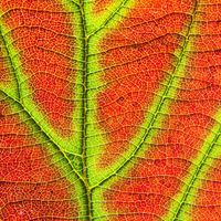 Slide Puzzle Beautiful Nature