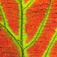 Slide Puzzle Beautiful Nature