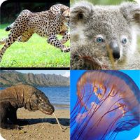 Угадай животный мир