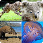 Угадай животный мир