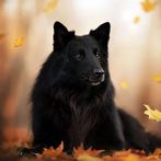 Dog Puzzles Jigsaw Games